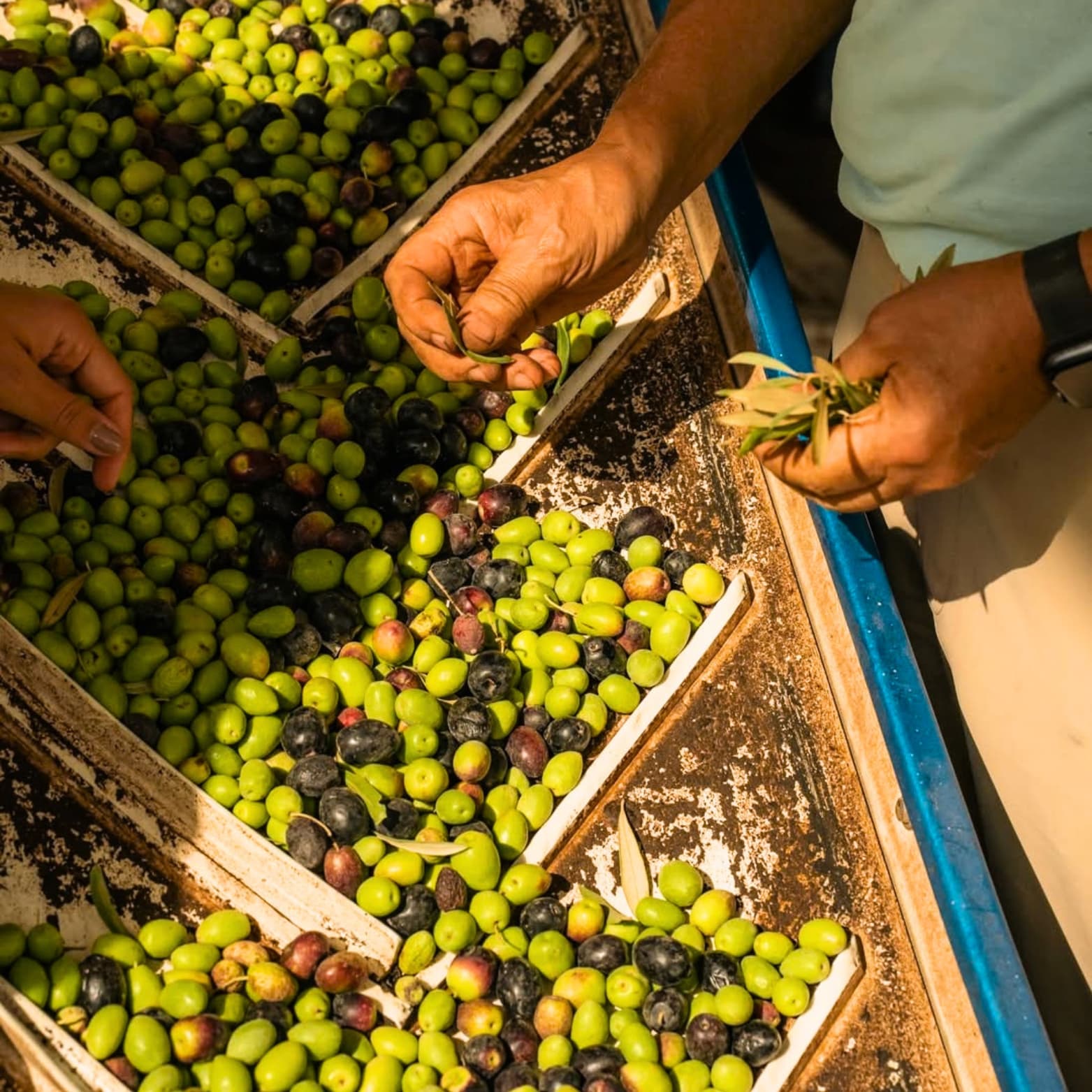 Huile d'olive Extra-vierge "Chiadma"
